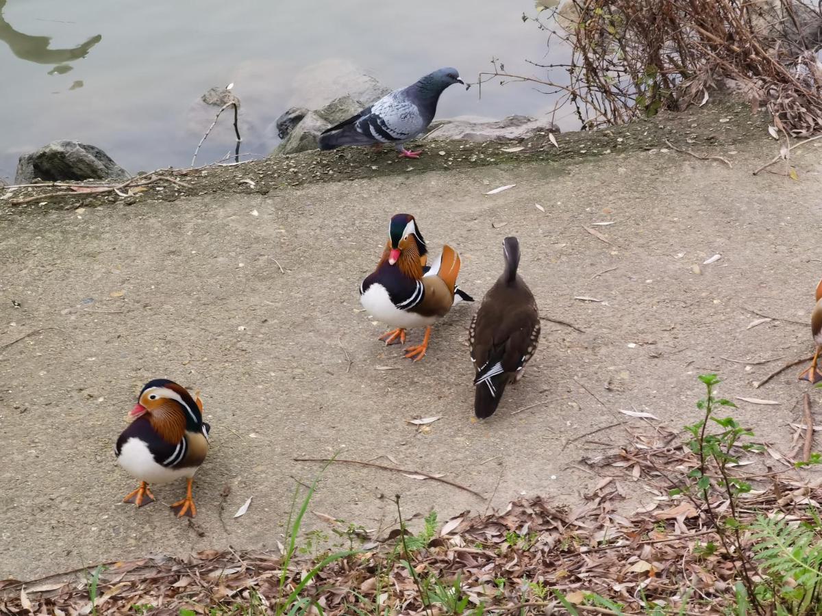 Les Pingouins De La Marne Bed and Breakfast Le Perreux-Sur-Marne Exteriör bild